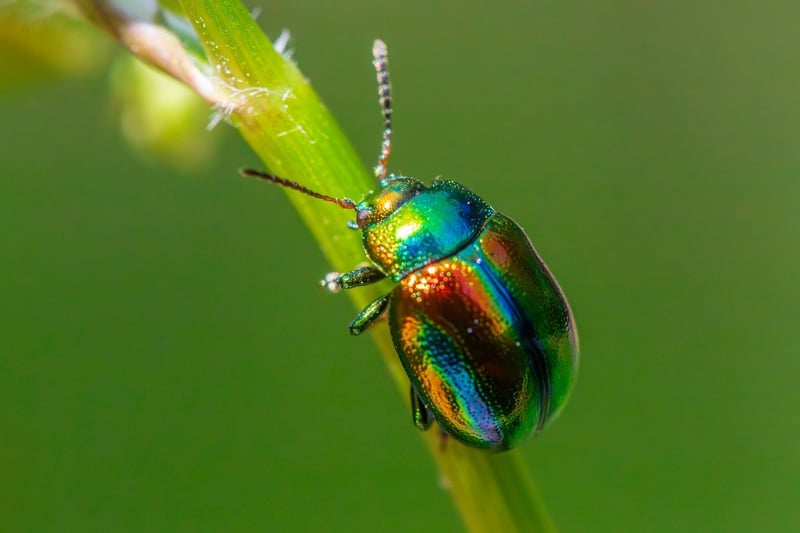 Integrated Pest Management